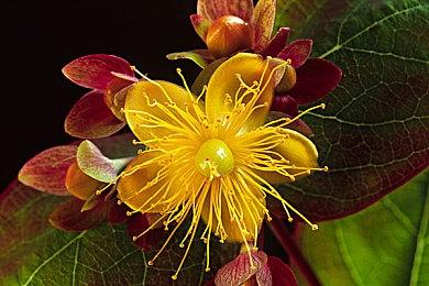 卡牌构筑RPG冒险游戏《月之冕》Steam页面 发售日待定