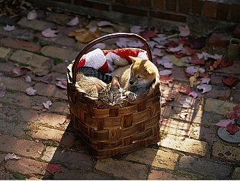 《堡垒：猎鹰战纪》更新加入巨型飞艇和多种功能